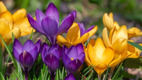 Vibrant Crocuses in Bloom wallpaper