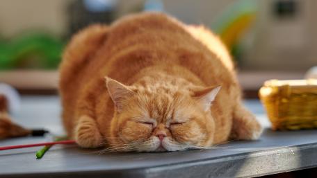 Fluffy Orange Cat Relaxing in the Sunlight wallpaper