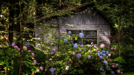 Serene Cottage Surrounded by Blooms wallpaper
