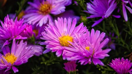 Vibrant Pink Asters in Bloom wallpaper