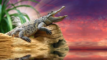 Majestic Crocodile at Sunset Scene wallpaper