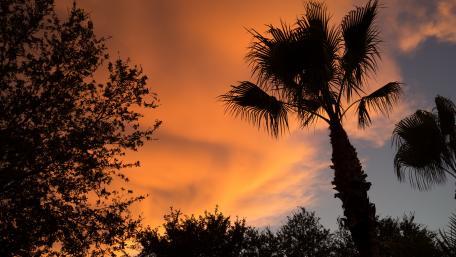 Serene Sunset Over Tropical Palms wallpaper
