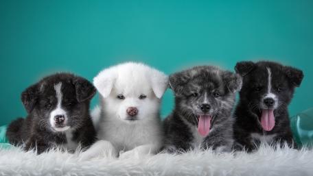 Adorable Puppies in a Fun Setup wallpaper