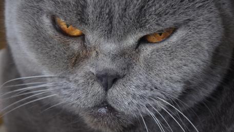 Majestic Grey Feline Close-Up Artistry wallpaper