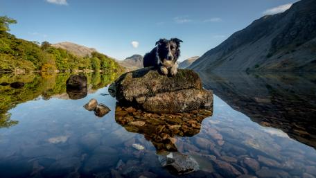 Majestic Dog by the Water's Edge wallpaper