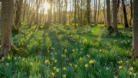 Sunlit Meadow Filled with Daffodils in a Wooden Grove wallpaper