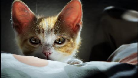 Curious Kitten in Soft Light wallpaper
