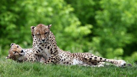 Cheetahs Relaxing in Nature's Embrace wallpaper