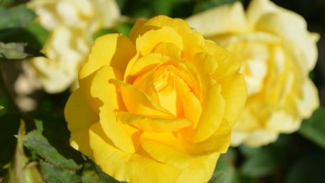 Bright Yellow Rose Blossoms in Full Bloom wallpaper