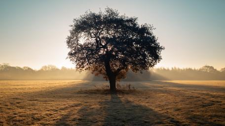 Solitary Majesty of Nature wallpaper