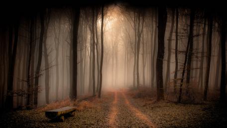 Mysterious Forest Pathway in Misty Surroundings wallpaper