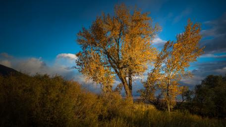 Golden Autumn Tree Under Blue Sky Wallpaper wallpaper