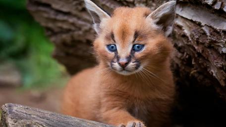 Charming Baby Wildcat in Nature Scene wallpaper