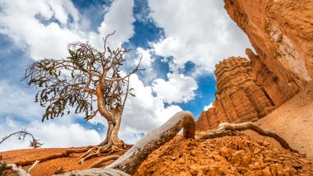 Majestic Tree Amidst Canyon Splendor wallpaper