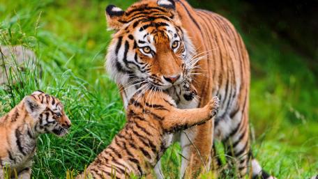 Majestic Tigers in Nature wallpaper