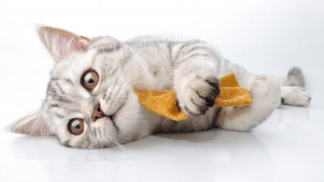 Adorable Cat Enjoying a Sparkly Snack wallpaper