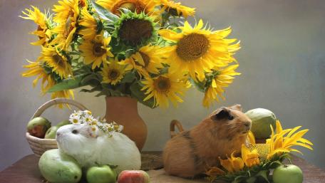 Cute Guinea Pigs Surrounded by Sunflowers and Apples wallpaper