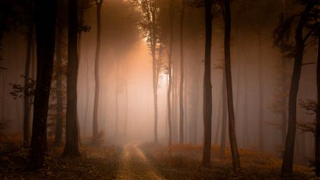 Mystical Foggy Forest Pathway wallpaper