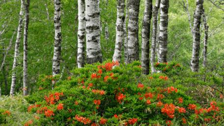 Vibrant Blossoms Among Birch Trees in Nature's Embrace wallpaper