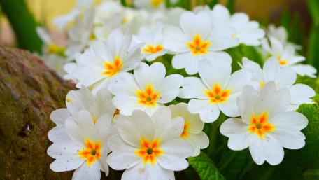 Elegant White Flowers with Yellow Accents in Blooming Beauty wallpaper