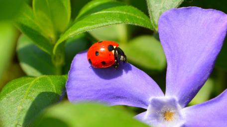 Vibrant Ladybug on Colorful Flower Petals wallpaper