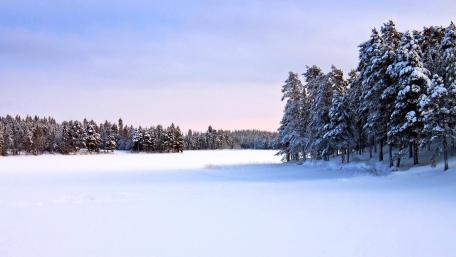Winter Serenity in a Snowy Landscape wallpaper