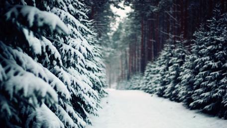Winter Wonderland Among Snowy Pines wallpaper