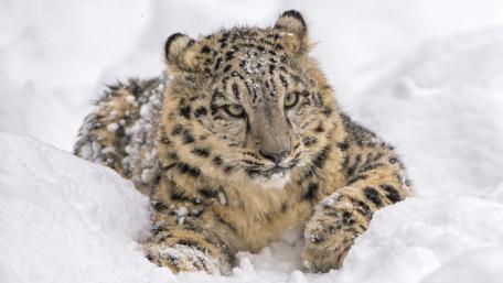Majestic Snow Leopard in Winter Wonderland wallpaper