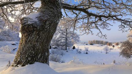 Winter Wonderland in Tranquil Snowy Landscape wallpaper