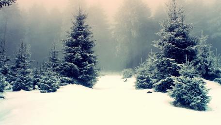 Winter Serenity in a Snowy Forest wallpaper