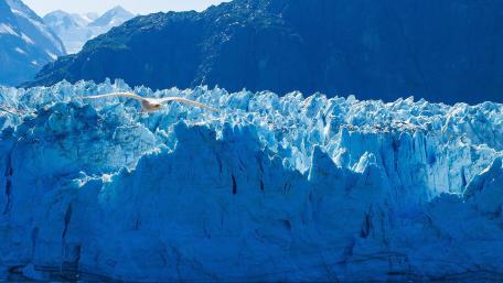 Majestic Glaciers and Soaring Bird in Nature's Embrace wallpaper