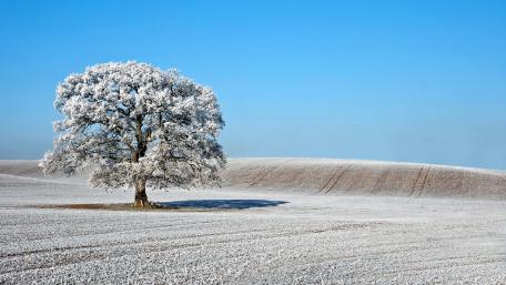 Winter Solitude of a Lone Tree on a Hill wallpaper