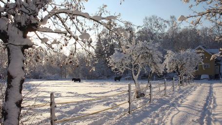 Winter Wonderland in Serene Countryside wallpaper