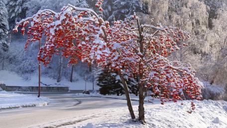 Winter's Embrace of a Vibrant Tree in Snowy Landscape wallpaper
