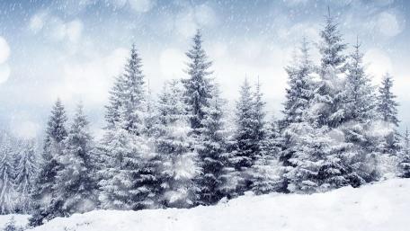 Winter Wonderland with Snowy Pines wallpaper