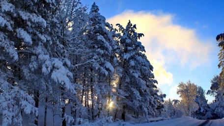 Winter Wonderland with Snow-Covered Trees and Sunlight wallpaper