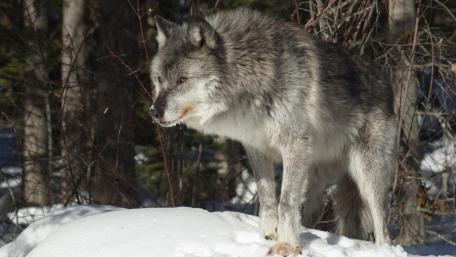 Majestic Wolf in Winter Landscape wallpaper