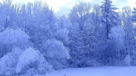 Frozen Serenity in a Winter Wonderland wallpaper