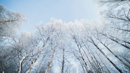 Serene Winter Wonderland Above Frozen Trees wallpaper