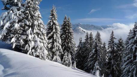 Winter Wonderland in a Snowy Forest wallpaper