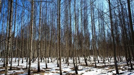 Tall Trees Against a Clear Blue Sky wallpaper