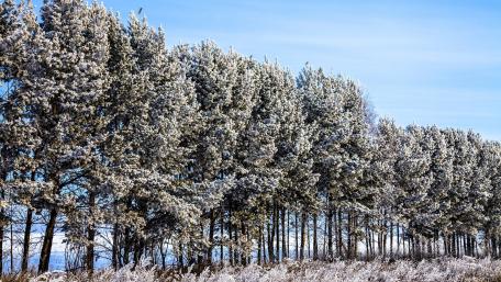 Winter Serenity in Frosty Pines wallpaper