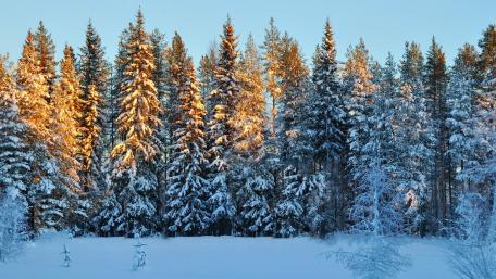 Winter Wonderland Amidst Majestic Pines wallpaper