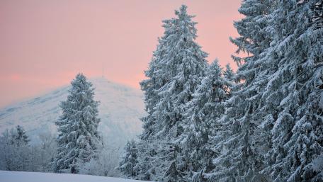 Winter Wonderland in Soft Pastels wallpaper