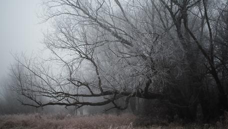 Frozen Serenity in the Misty Forest wallpaper