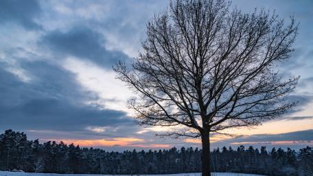 Serene Winter Sunset with Bare Tree Branches wallpaper