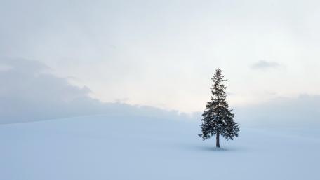 Solitary Pine Tree in a Winter Wonderland wallpaper