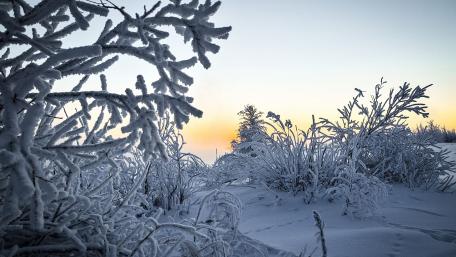 Winter Wonderland at Dawn wallpaper