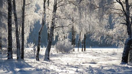 Winter Wonderland in Glimmering Frosty Silence wallpaper