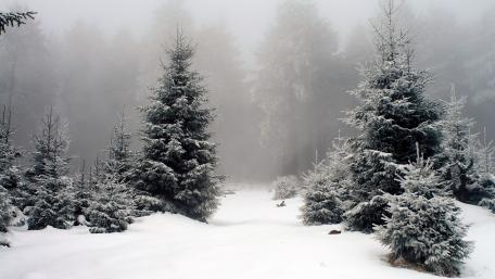 Misty Winter Wonderland wallpaper